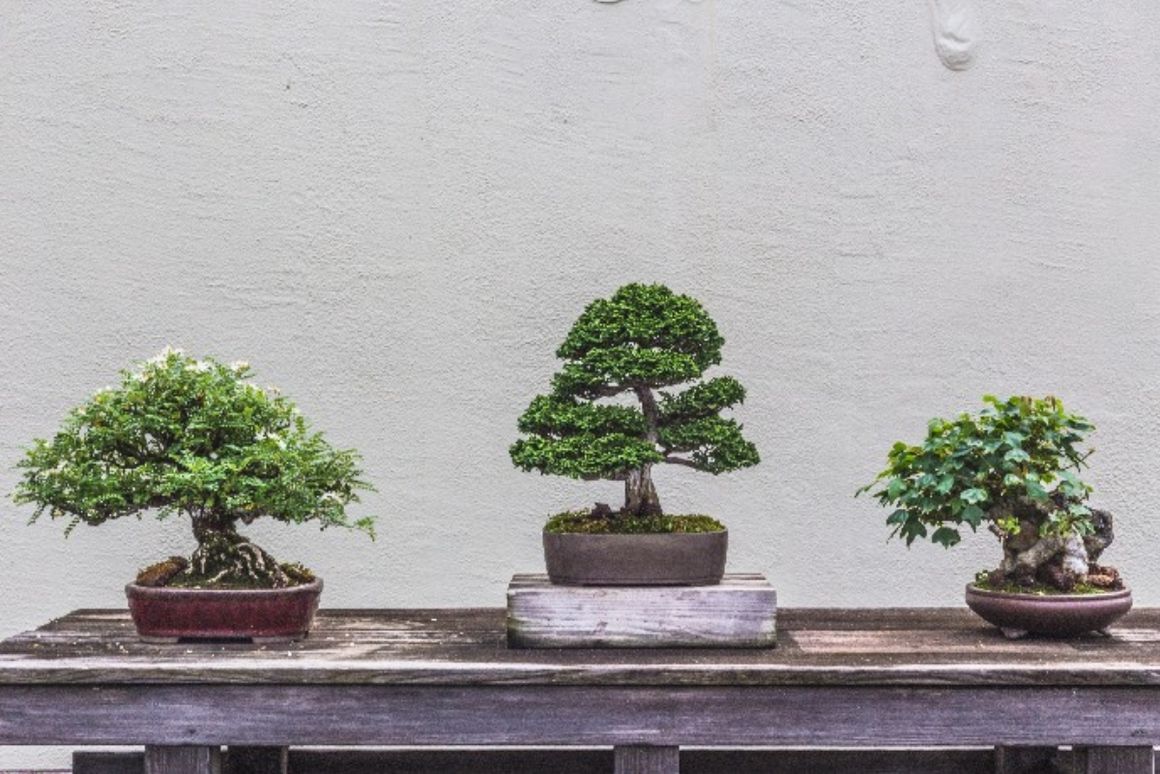 drei kleine Bonsai vor grauer Wand